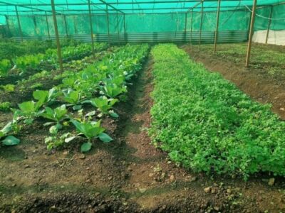Organic Veg Plantation